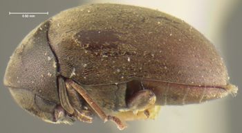 Media type: image;   Entomology 24708 Aspect: habitus lateral view